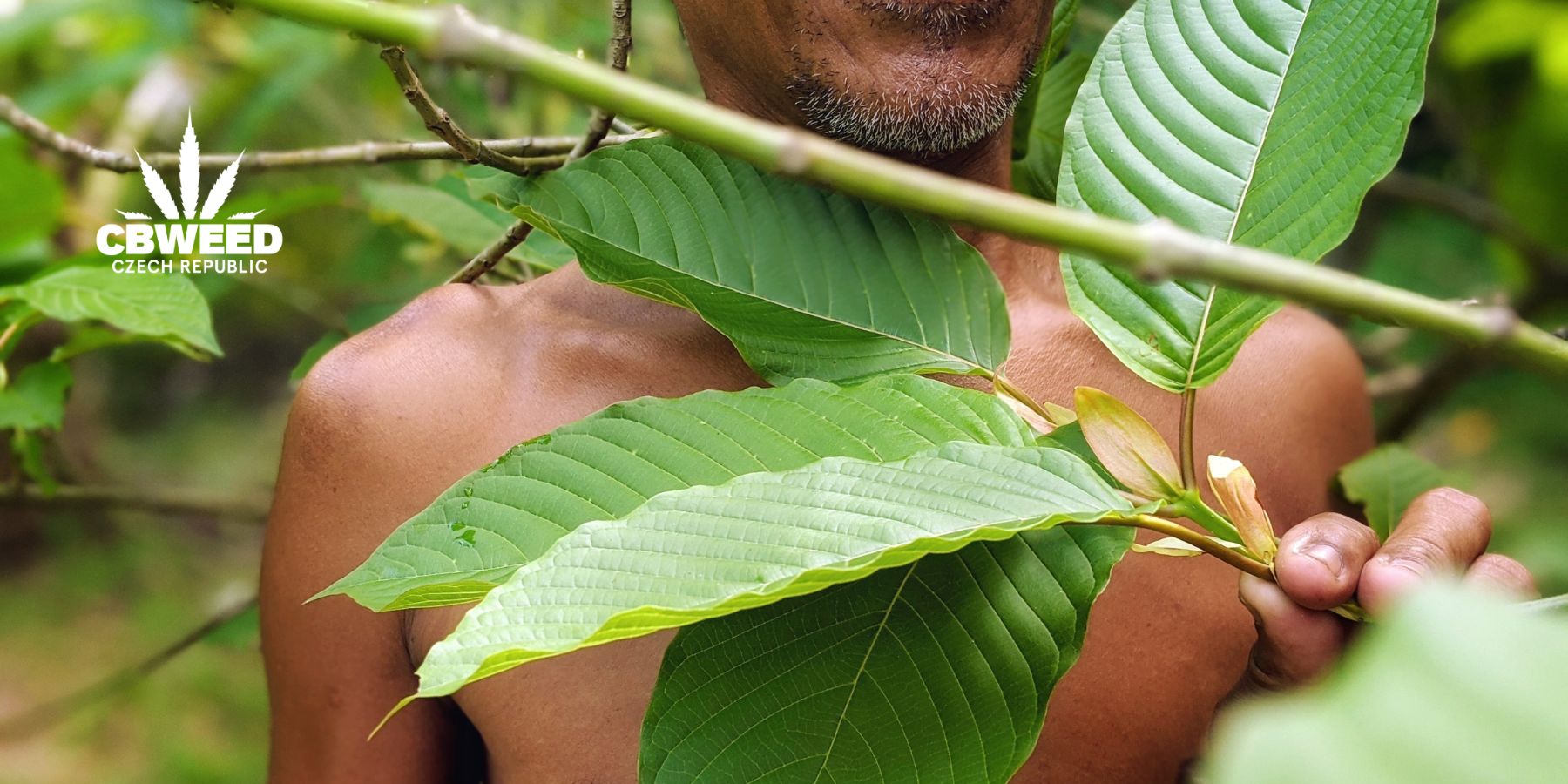 co je to kratom